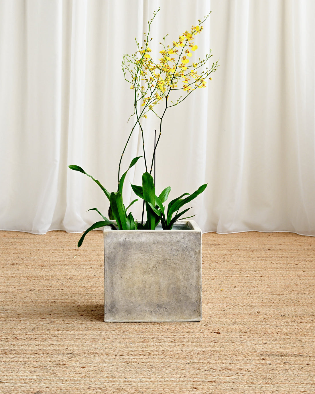 Potted plant with yellow flowers on a wooden floor with white curtains in the background