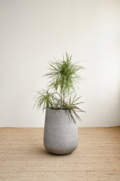 Tulip Maya Concrete Planter