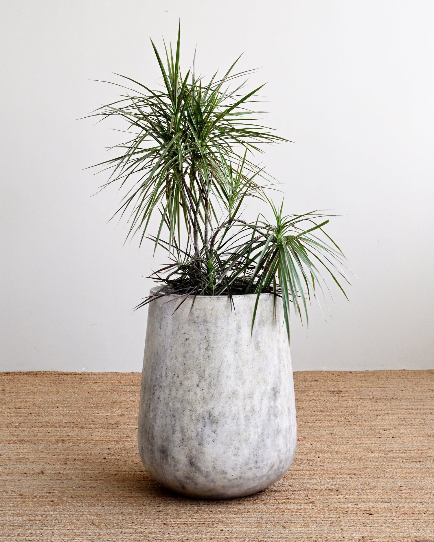 Potted plant on a woven mat with a plain background