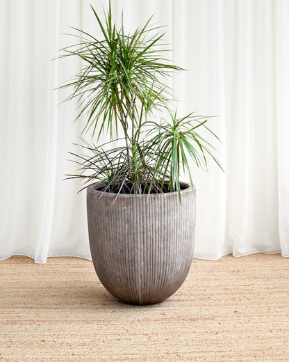 Potted plant in a textured pot on a wooden floor with white curtains in the background