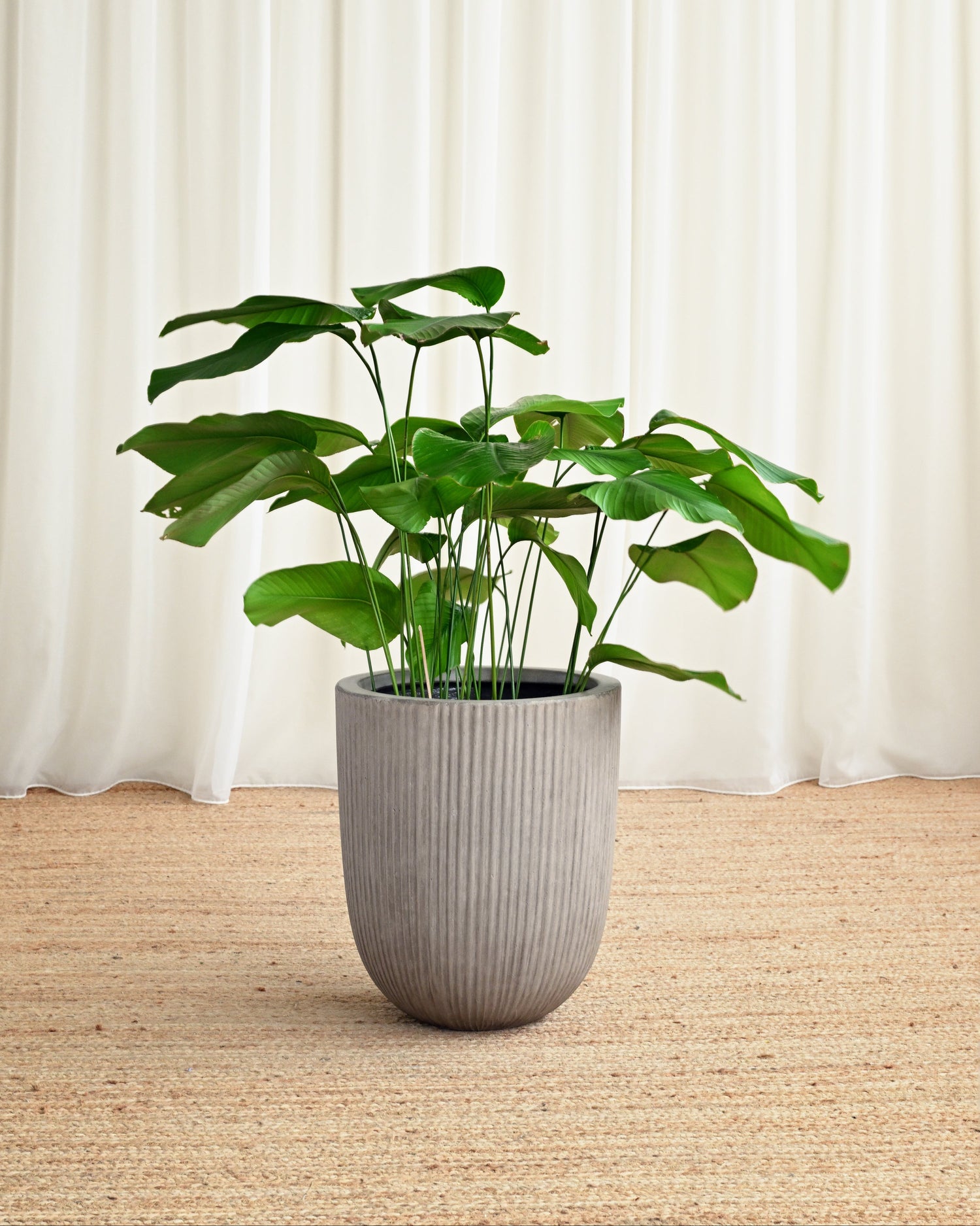 Potted plant in a gray pot on a wooden floor with white curtains in the background