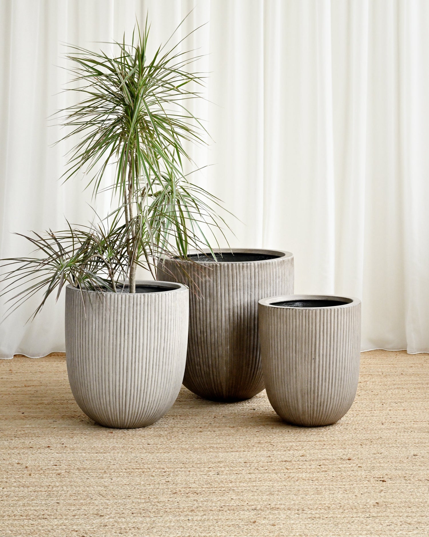 Three potted plants in gray pots on a beige carpet with white curtains in the background