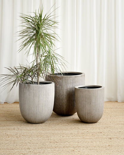 Three potted plants in gray pots on a beige carpet with white curtains in the background