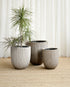Three potted plants in gray pots on a beige carpet with white curtains in the background