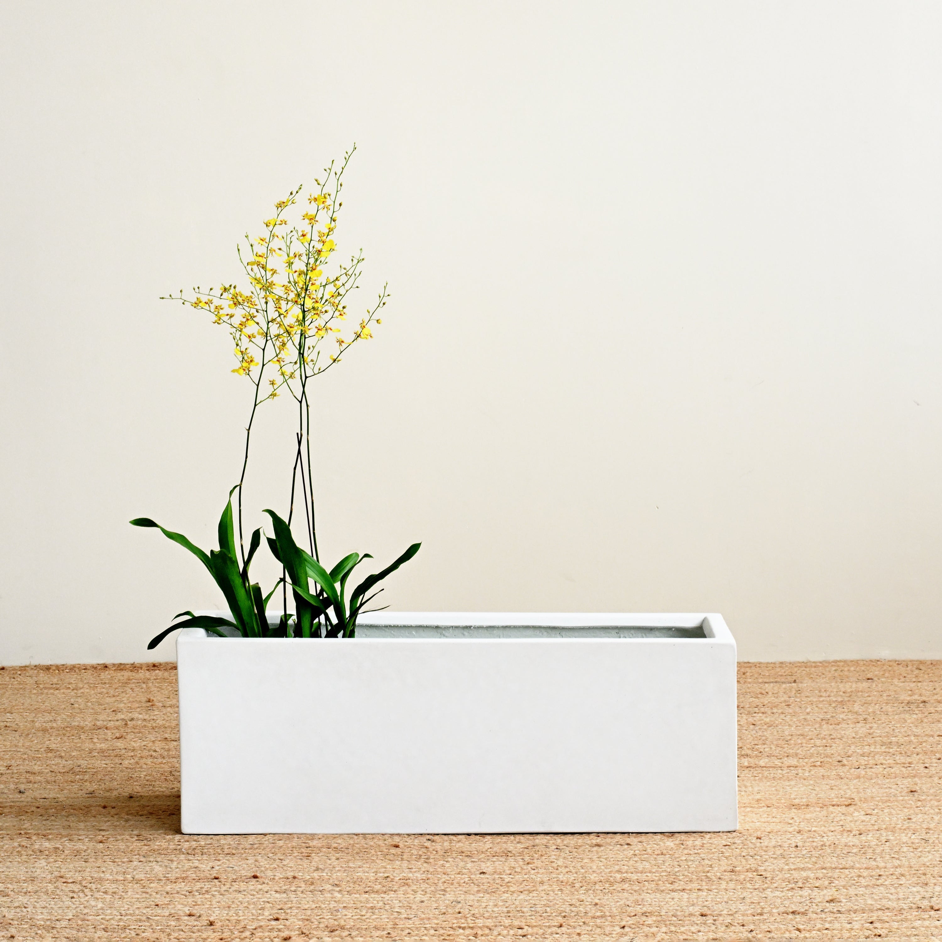 White Rectangle Planter Box – Island Living