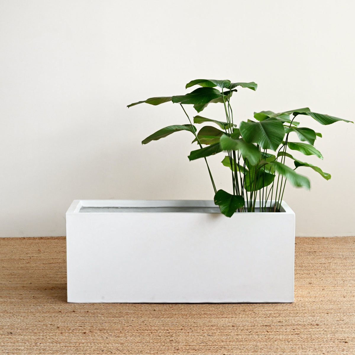White Rectangle Planter Box – Island Living