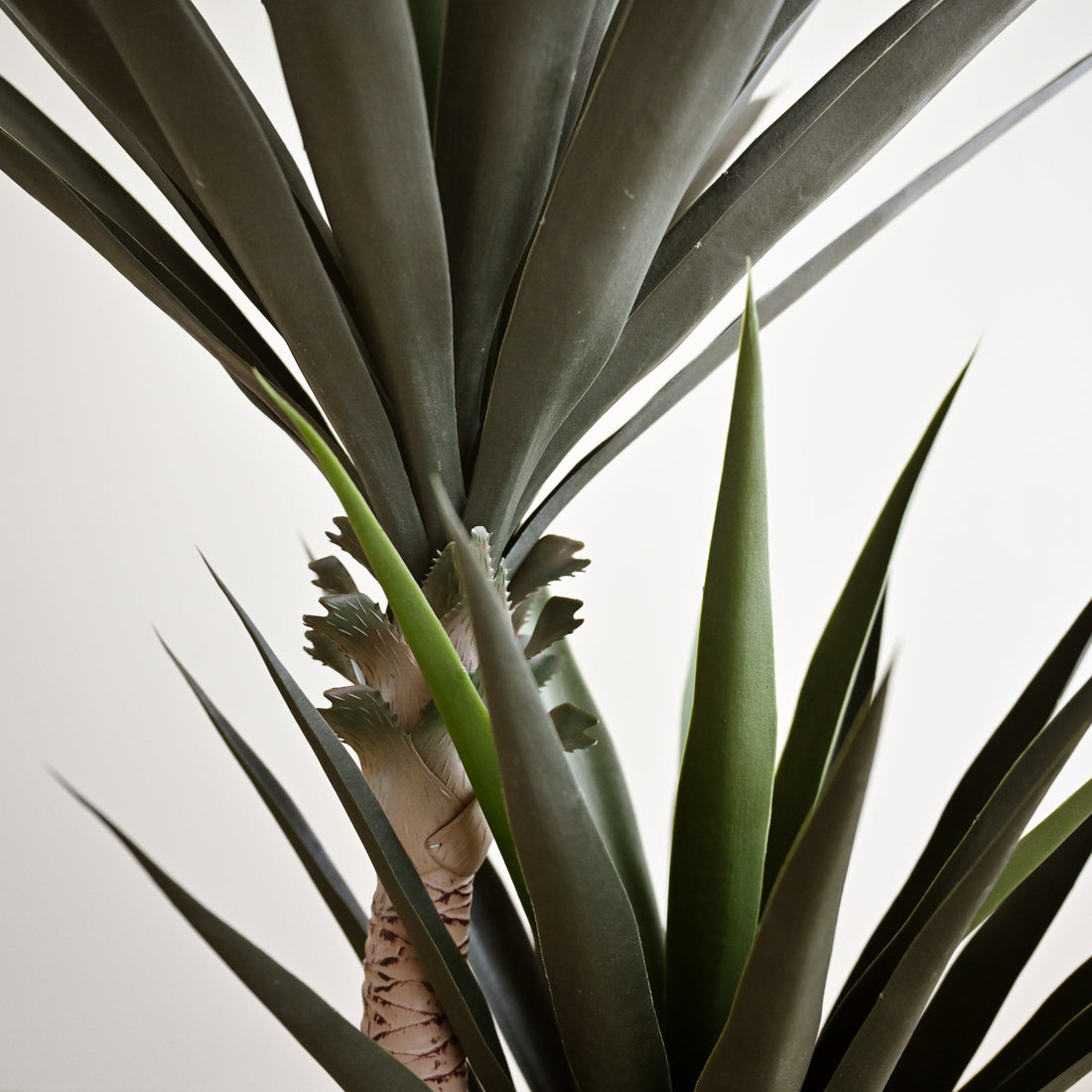 Yucca Tree with Thick Leaves - Faux 1