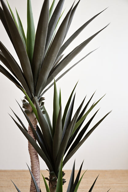 Yucca Tree with Thick Leaves - Faux 5