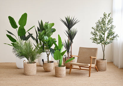 Yucca Tree with Thick Leaves - Faux 6