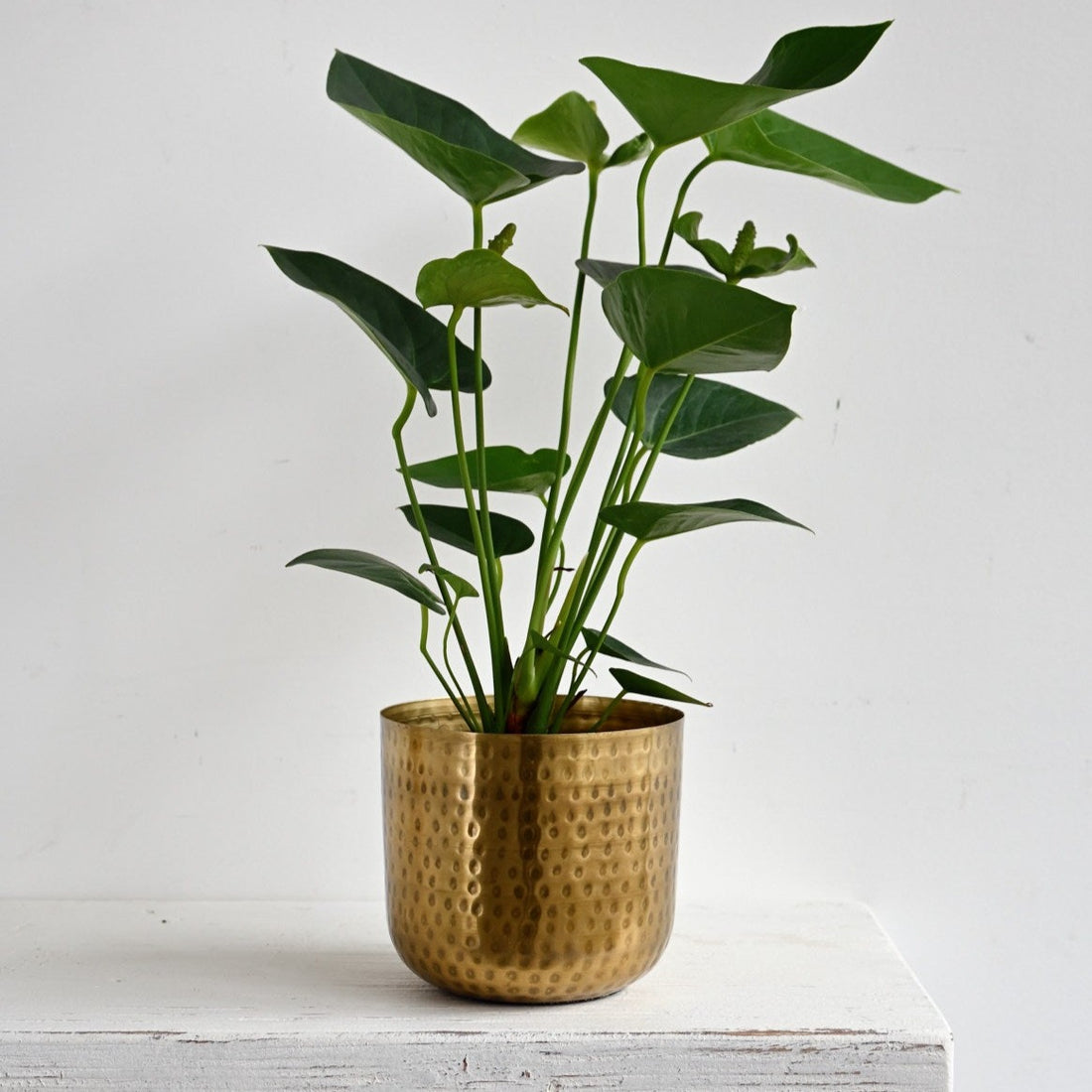 Bobie Flowerpot (Set of 2)